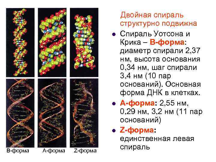 l l l В-форма А-форма Z-форма Двойная спираль структурно подвижна Спираль Уотсона и Крика