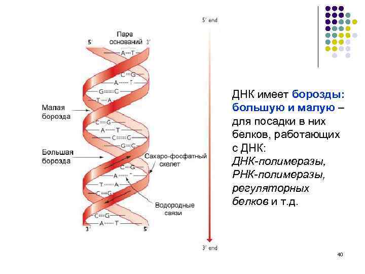 ДНК имеет борозды: большую и малую – для посадки в них белков, работающих с