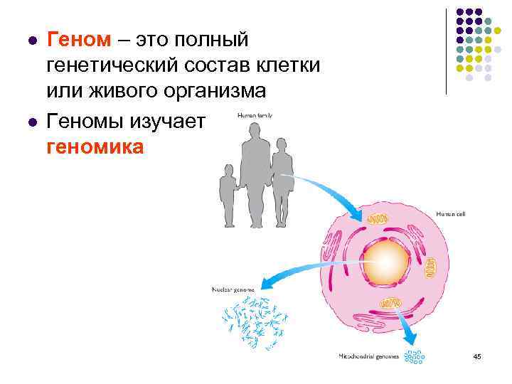 l l Геном – это полный генетический состав клетки или живого организма Геномы изучает