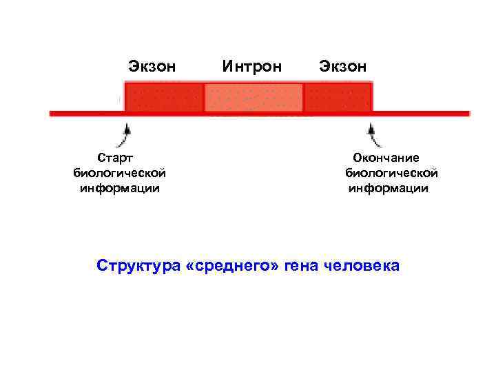 Экзон Старт биологической информации Интрон Экзон Окончание биологической информации Структура «среднего» гена человека 