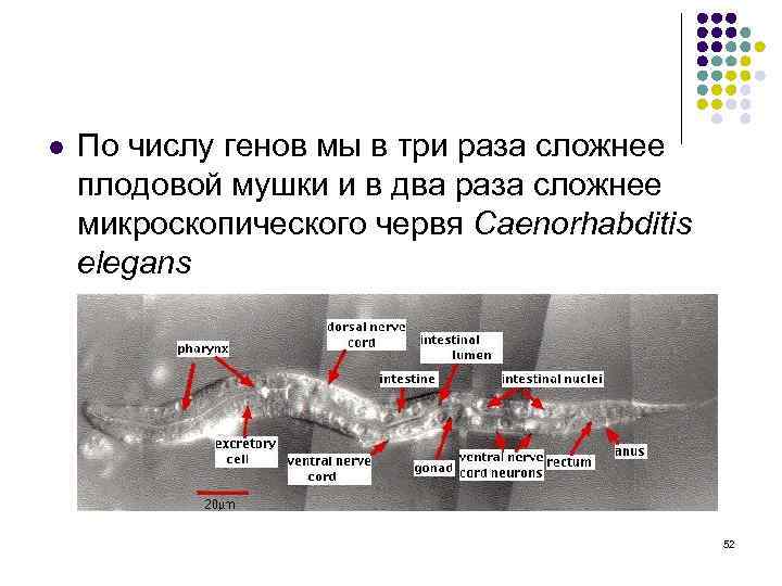 l По числу генов мы в три раза сложнее плодовой мушки и в два