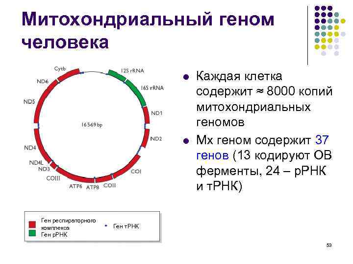 Геном человека схема