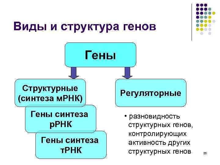 Виды и структура генов Гены Структурные (синтеза м. РНК) Гены синтеза р. РНК Гены