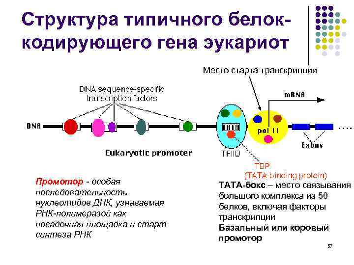 Структура типичного белоккодирующего гена эукариот Место старта транскрипции …. Промотор - особая последовательность нуклеотидов