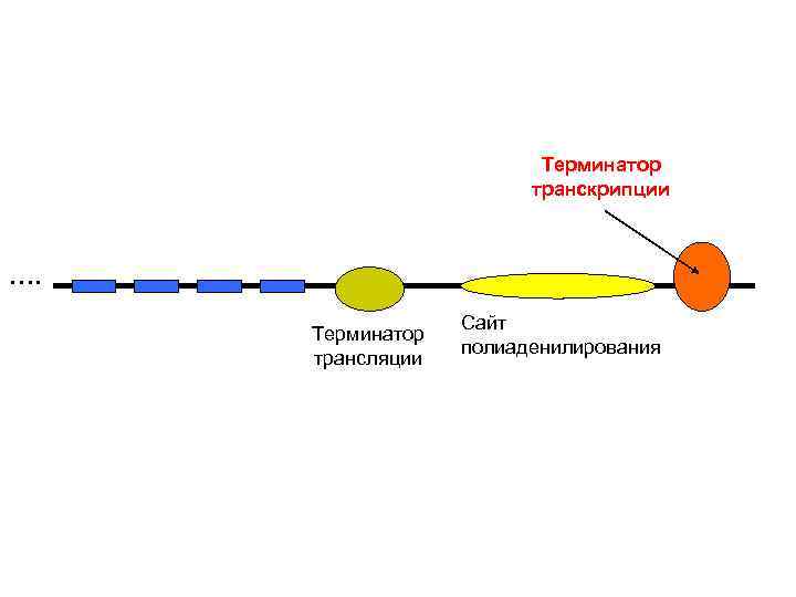 Терминатор транскрипции …. Терминатор трансляции Сайт полиаденилирования 