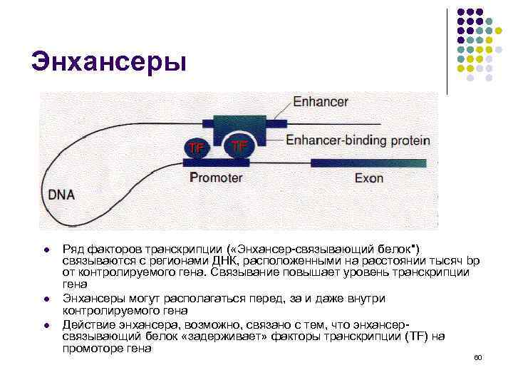 Энхансеры l l l Ряд факторов транскрипции ( «Энхансер-связывающий белок