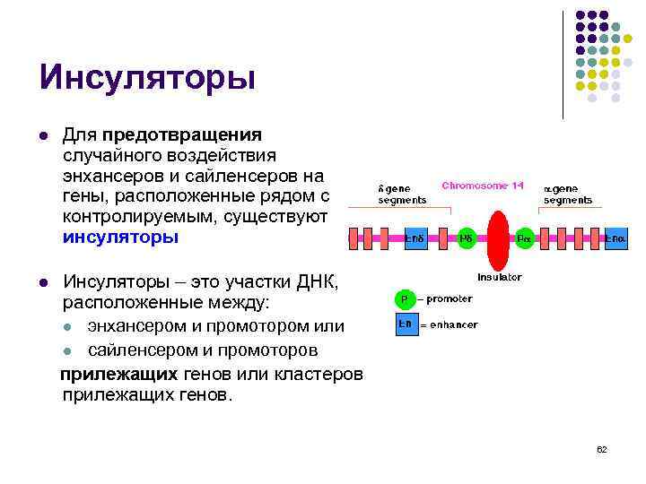 Инсуляторы l Для предотвращения случайного воздействия энхансеров и сайленсеров на гены, расположенные рядом с