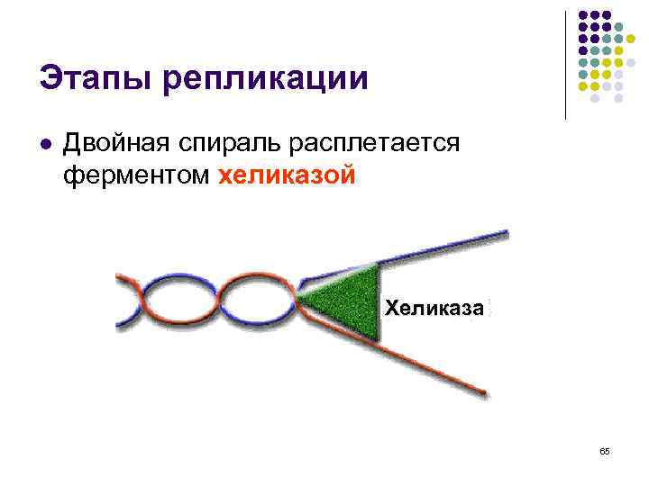 Этапы репликации l Двойная спираль расплетается ферментом хеликазой Хеликаза 65 