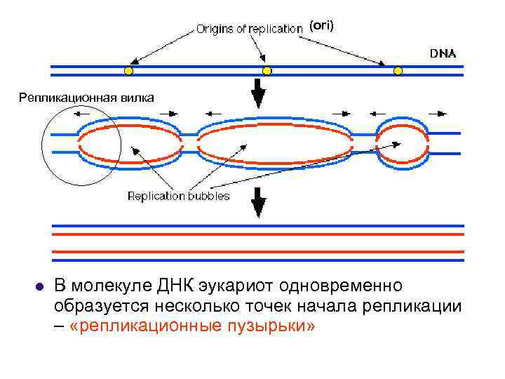 (ori) Репликационная вилка l В молекуле ДНК эукариот одновременно образуется несколько точек начала репликации
