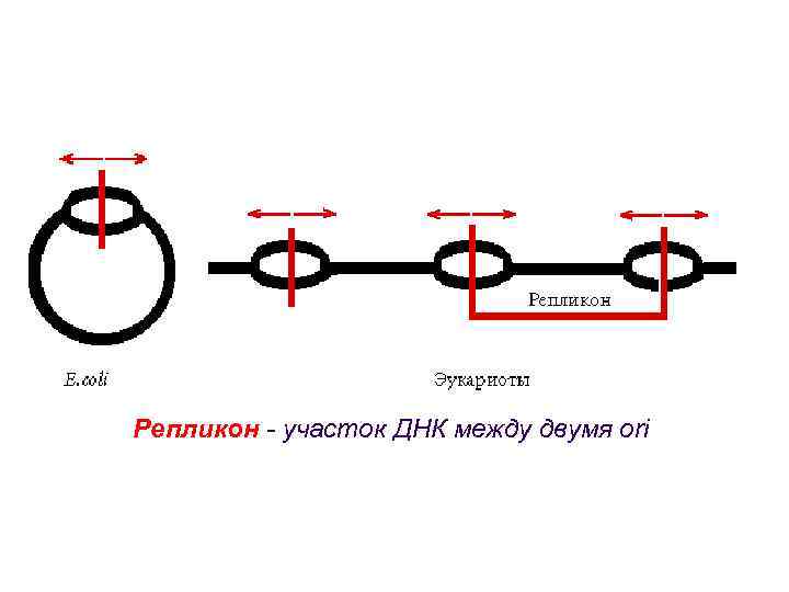 Репликон - участок ДНК между двумя ori 