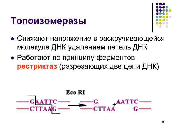 Топоизомеразы l l Снижают напряжение в раскручивающейся молекуле ДНК удалением петель ДНК Работают по