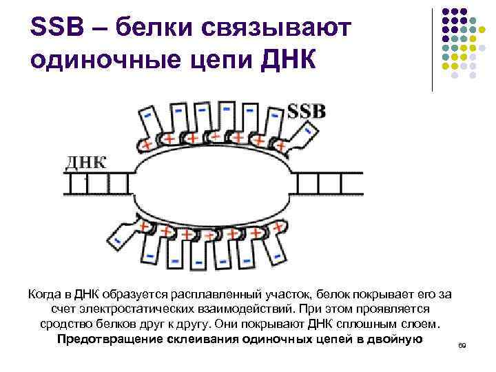 SSB – белки связывают одиночные цепи ДНК Когда в ДНК образуется расплавленный участок, белок