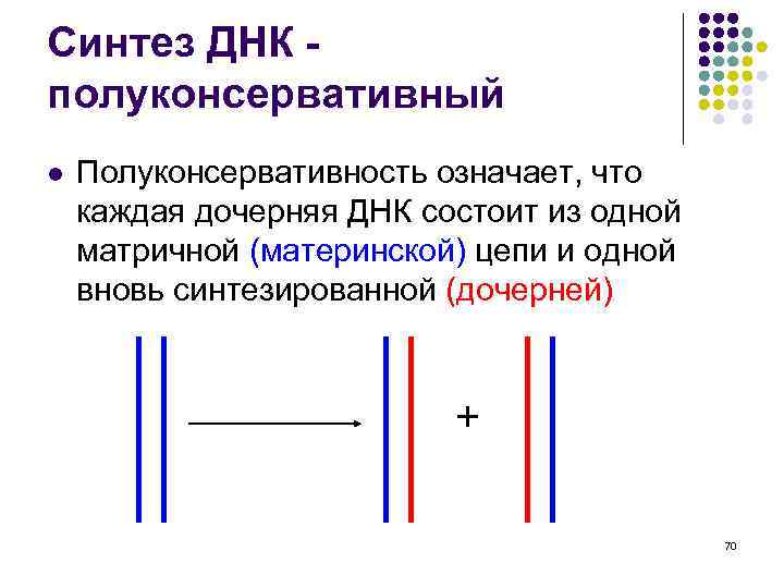 Синтез ДНК полуконсервативный l Полуконсервативность означает, что каждая дочерняя ДНК состоит из одной матричной