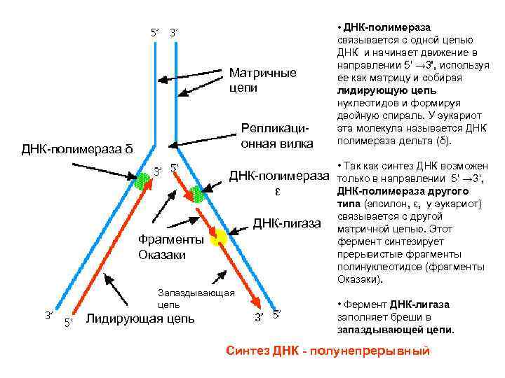 Матричные цепи Репликационная вилка ДНК-полимераза δ Фрагменты Оказаки • Так как синтез ДНК возможен