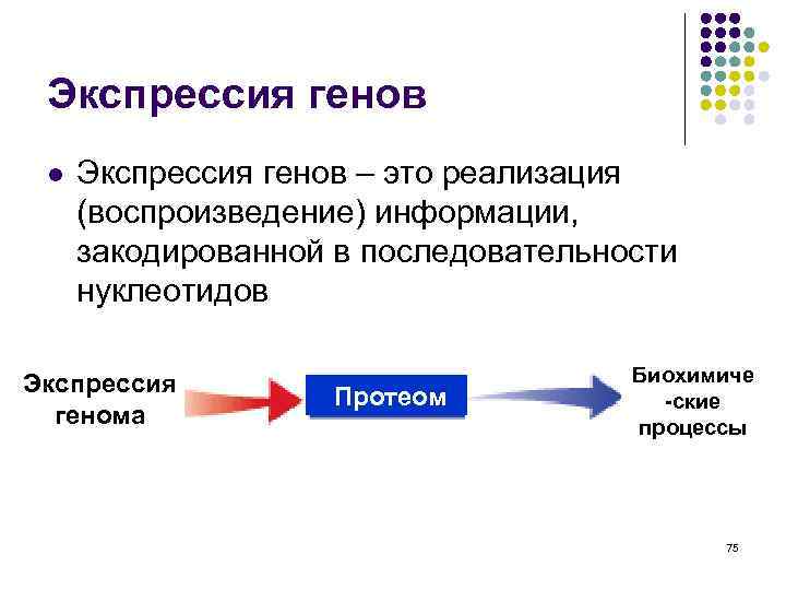 Экспрессия генов l Экспрессия генов – это реализация (воспроизведение) информации, закодированной в последовательности нуклеотидов