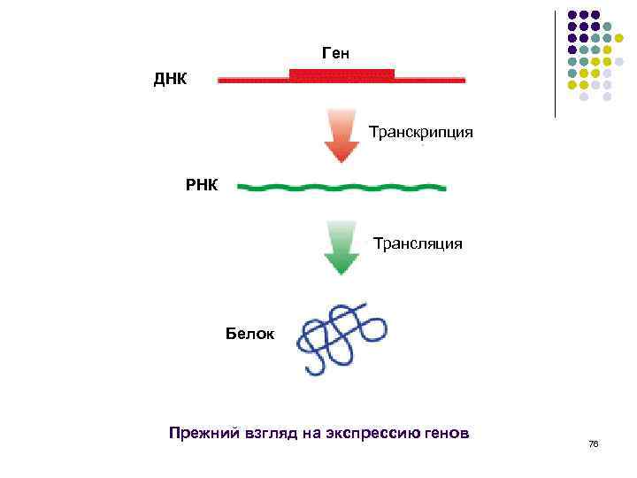 Ген ДНК Транскрипция РНК Трансляция Белок Прежний взгляд на экспрессию генов 76 