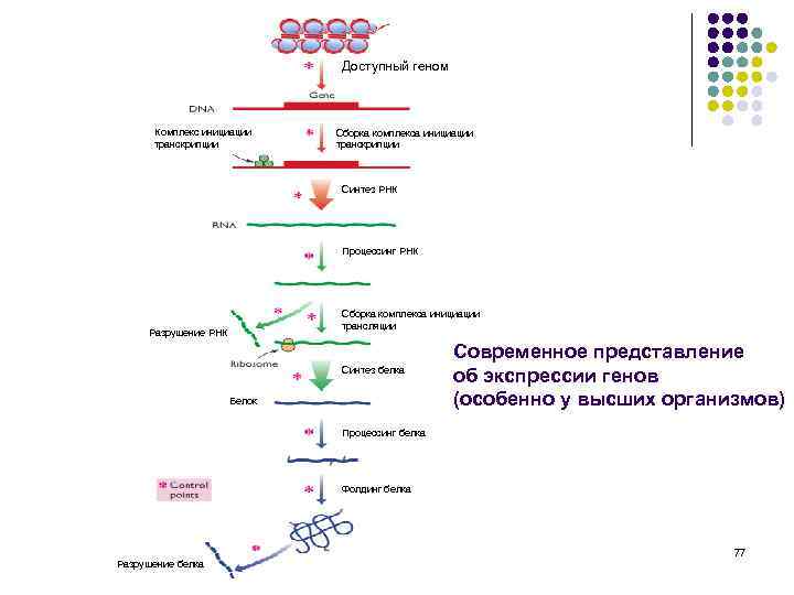 Доступный геном Комплекс инициации транскрипции Сборка комплекса инициации транскрипции Синтез РНК Процессинг РНК Сборка