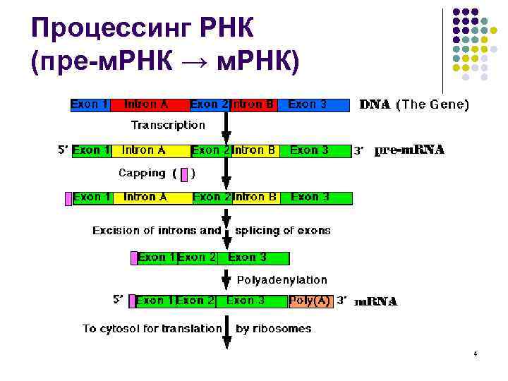 Процессинг РНК (пре-м. РНК → м. РНК) 84 