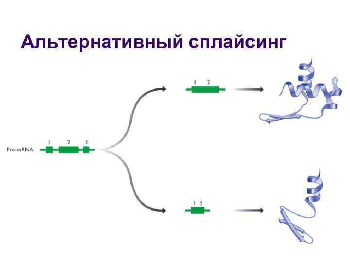 Альтернативный сплайсинг 