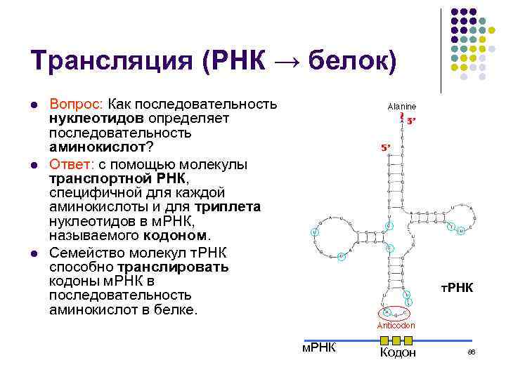 Трансляция (РНК → белок) l l l Вопрос: Как последовательность нуклеотидов определяет последовательность аминокислот?