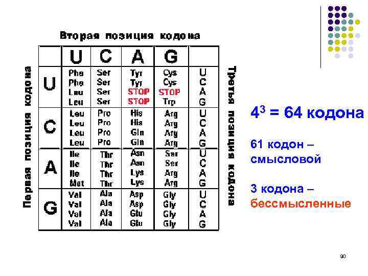 43 = 64 кодона 61 кодон – смысловой 3 кодона – бессмысленные 90 