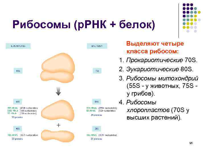 Рибосомы (р. РНК + белок) Выделяют четыре класса рибосом: 1. Прокариотические 70 S. 2.