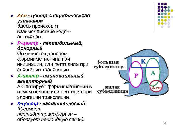 l l Асп - центр специфического узнавания Здесь происходит взаимодействие кодонантикодон. Р-центр - пептидильный,