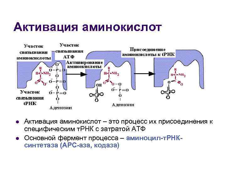 Активация аминокислот l l Активация аминокислот – это процесс их присоединения к специфическим т.