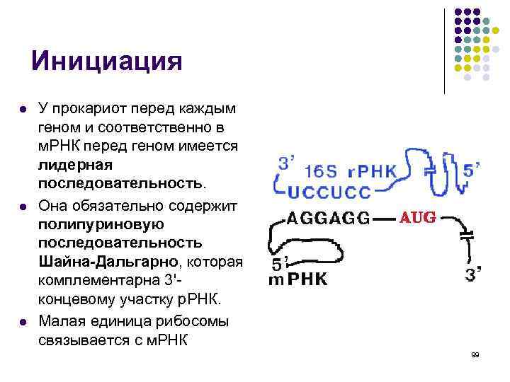 Полицистронная рнк. Последовательность Шайна-Дальгарно. Последовательность Шайна Дальгарно у прокариот. РНК последовательность Шайна Дальгарно. Полицистронная МРНК.