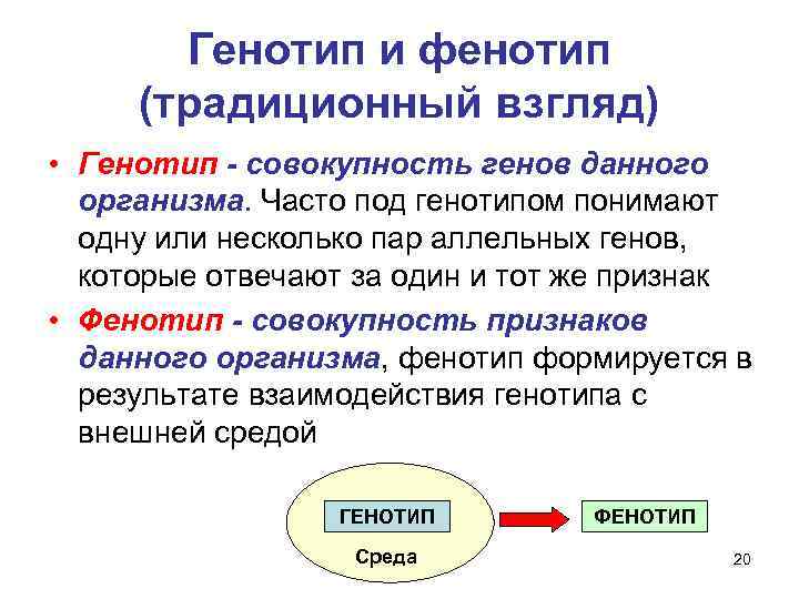 Генотип и фенотип (традиционный взгляд) • Генотип - совокупность генов данного организма. Часто под