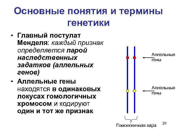 Основные понятия и термины генетики • Главный постулат Менделя: каждый признак определяется парой наследственных