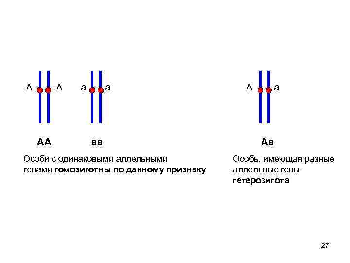 А А АА а а аа Особи с одинаковыми аллельными генами гомозиготны по данному