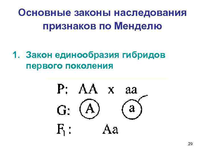 Основные законы наследования признаков по Менделю 1. Закон единообразия гибридов первого поколения 29 