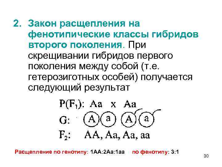 2. Закон расщепления на фенотипические классы гибридов второго поколения. При скрещивании гибридов первого поколения