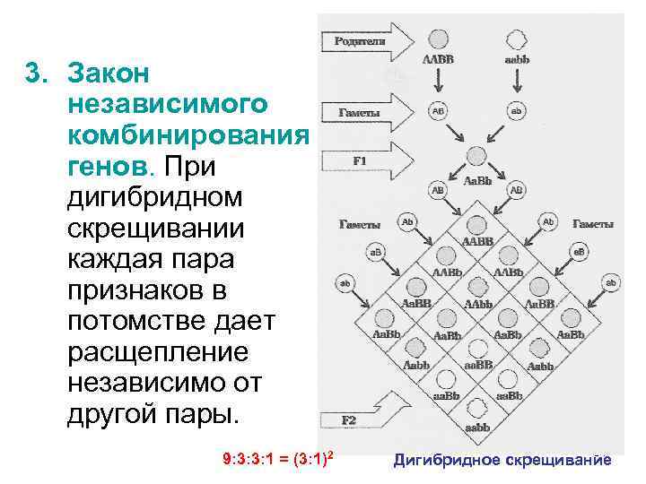 3. Закон независимого комбинирования генов. При дигибридном скрещивании каждая пара признаков в потомстве дает