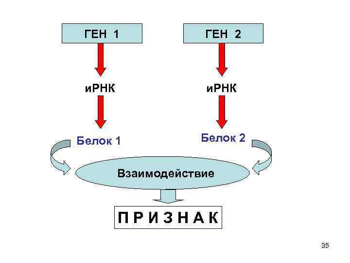 ГЕН 1 ГЕН 2 и. РНК Белок 1 Белок 2 Взаимодействие ПРИЗНАК 35 