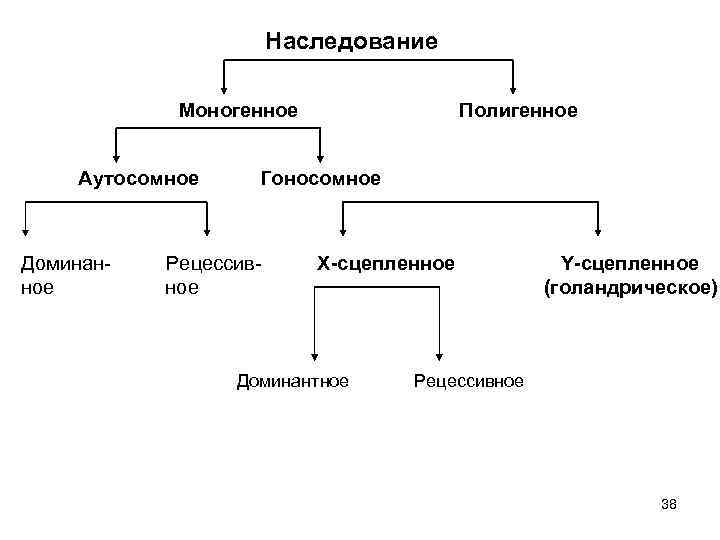 Наследование Моногенное Аутосомное Доминанное Полигенное Гоносомное Рецессивное Х-сцепленное Доминантное Y-сцепленное (голандрическое) Рецессивное 38 