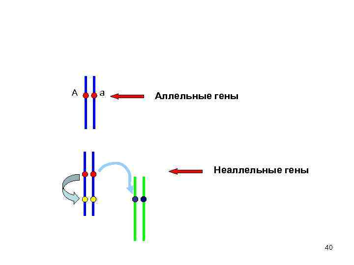 А а Аллельные гены Неаллельные гены 40 