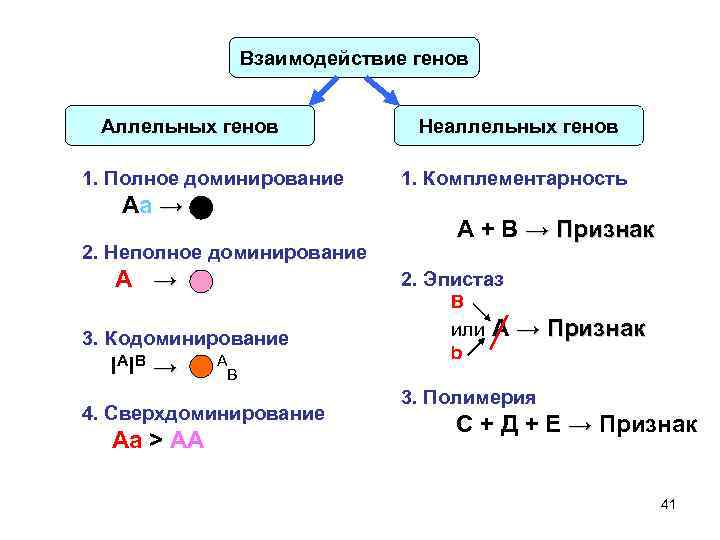 Взаимодействие генов Аллельных генов 1. Полное доминирование Аа → 2. Неполное доминирование Аа →