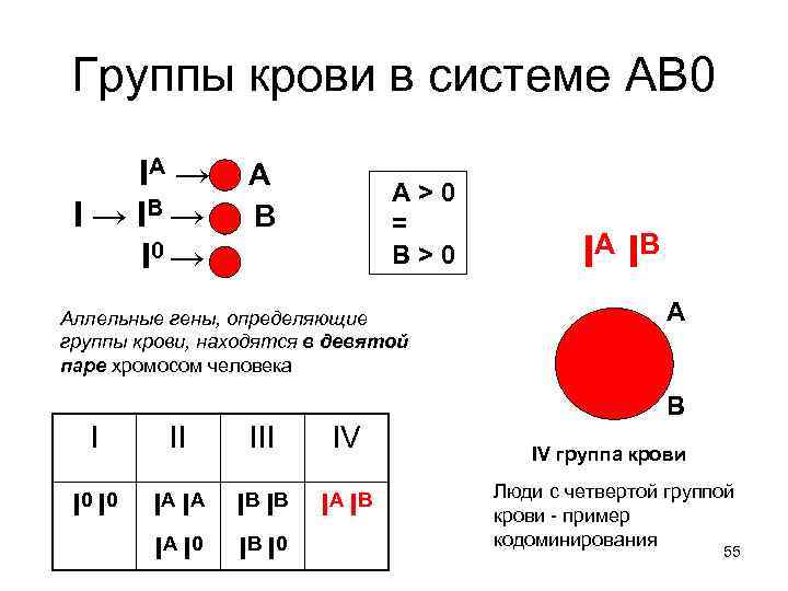 Группы крови в системе АВ 0 IA → IB → I 0 → А