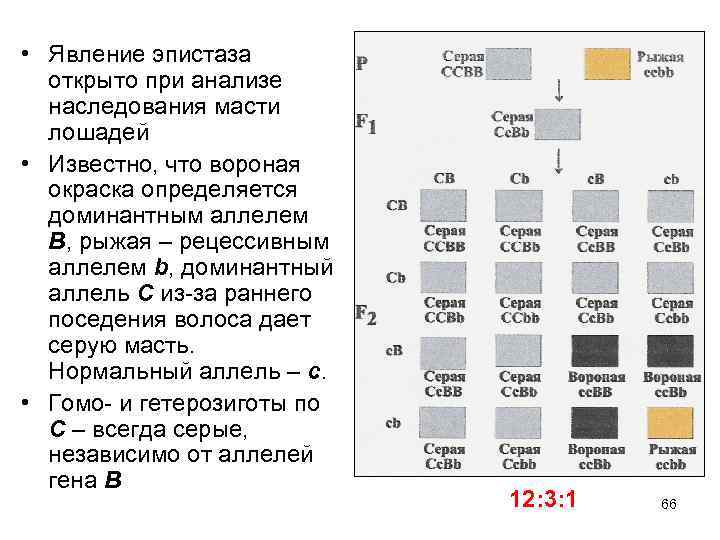  • Явление эпистаза открыто при анализе наследования масти лошадей • Известно, что вороная