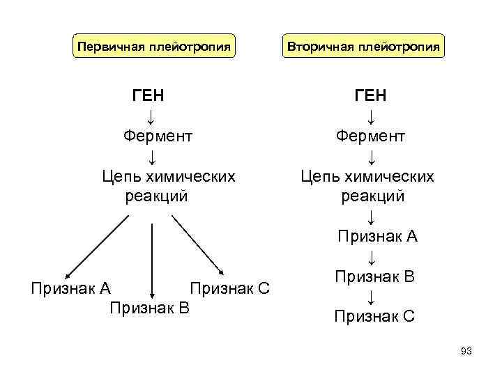 Первичная плейотропия ГЕН ↓ Фермент ↓ Цепь химических реакций Признак А Признак С Признак