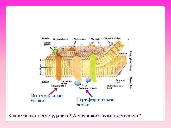 Интегральные белки Периферические белки Какие белки легче удалить? А для каких нужен детергент? 