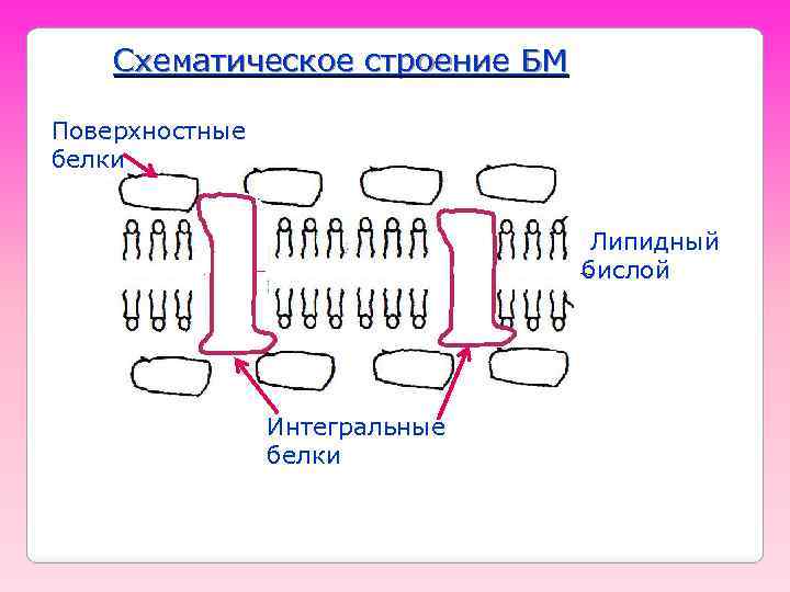 Схематическое строение БМ Поверхностные белки Липидный бислой толщ ина мембр аны Интегральные белки 