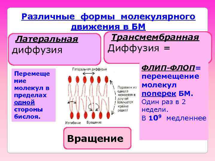 Различные формы молекулярного движения в БМ Трансмембранная Латеральная диффузия Диффузия = ФЛИП-ФЛОП= перемещение молекул