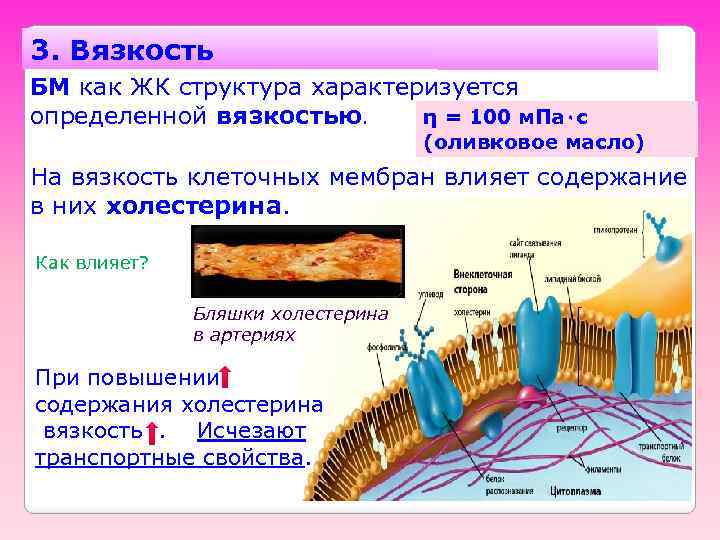 3. Вязкость БМ как ЖК структура характеризуется определенной вязкостью. η = 100 м. Па٠с
