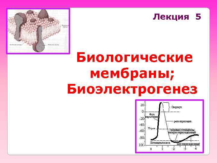 Лекция 5 Биологические мембраны; Биоэлектрогенез 