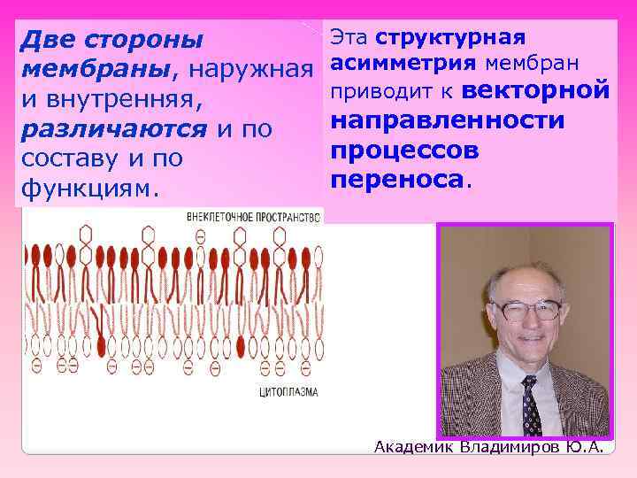 Две стороны мембраны, наружная и внутренняя, различаются и по составу и по функциям. Эта