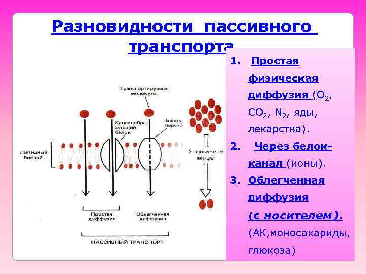 Разновидности пассивного транспорта 1. Простая физическая диффузия (O 2, CO 2, N 2, яды,