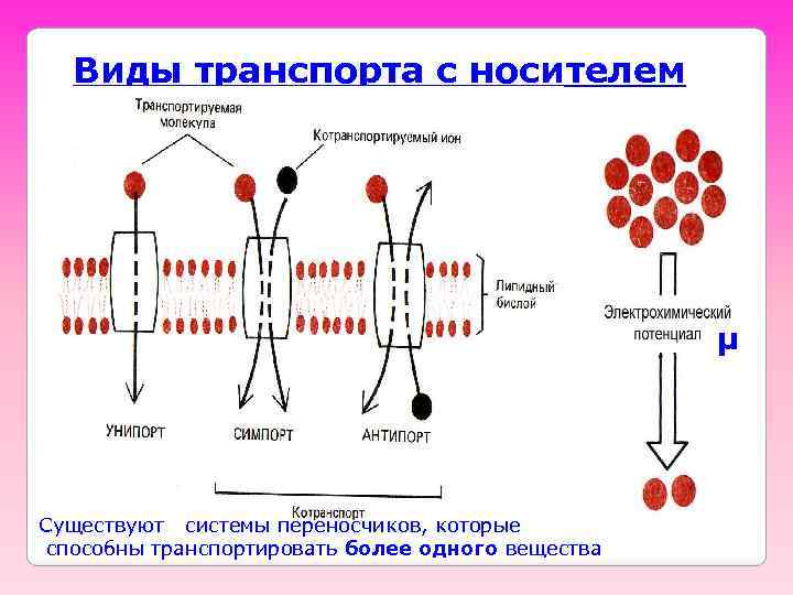Виды транспорта с носителем μ Существуют системы переносчиков, которые способны транспортировать более одного вещества